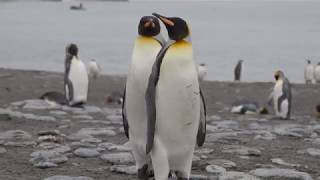 King Penguins Mating [upl. by Ordnael387]