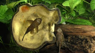 Breeding The Bristlenose Pleco A New Approach part 1 of 3 [upl. by Leumhs173]