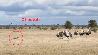 Epic Cheetah Chase Ostriches Outrun the Hungry Cheetah [upl. by Tenahs406]