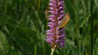 Blauschillernder Feuerfalter Lycaena helle Patches amp Corridors [upl. by Eillim]