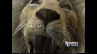 Documental  03 quotUn duelo de felinos  Leon vs Tigrequot P55 Discovery Channel [upl. by Natalia]