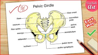 How to Draw Pelvic Girdle Labelled diagram  Pelvis bone drawing easy  CBSE [upl. by Oidiple561]