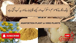 Heeng ہینگ لگانے کا موسم ، اسکو کب اور کیسے لگایا جائے اور یہ کب اُگتی ہےASAFOETIDA PLANT in Pak [upl. by Adnara]