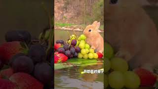 Cute rabbit cuterabbiteating rabbiteating cute rabbitfood funny rabbiteatingcarrot rabbitdiet [upl. by Frankhouse]