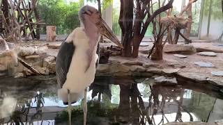 アフリカハゲコウ（ドイツ・フランクフルト動物園）Leptoptilos crumeniferus Germany Frankfurt Zoo [upl. by Odnalro]