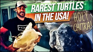 Rarest Turtles in the United States [upl. by Katha641]