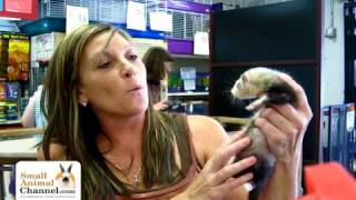 Pet Ferret Care Information  SmallAnimalChannelcom [upl. by Ecydnac]