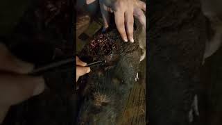 maggots remove from dog suddenly found maggots injured dog 💔cleaning maggots [upl. by Ocirrej]