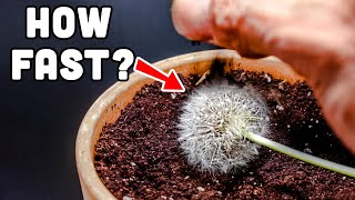 Growing Dandelion from Seed Head 36 Days Time Lapse [upl. by Leirua]