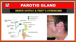 Parotid gland anatomy  parotid gland nerve supply  Freys syndrome [upl. by Jodie845]