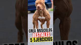 💪5 BRUTALES Ejercicios Músculos BESTIALES Para tu Pitbull 💪 [upl. by Chip]