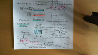 G Protein Coupled Receptors Part 8 [upl. by Merna]