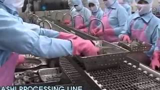 Shrimp Nobashi Processing Line [upl. by Danyette]