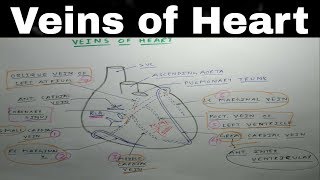 Heart Venous Drainage  Part 2  Coronary Sinus and Cardiac Veins Diagram  TCML [upl. by Enneicul]