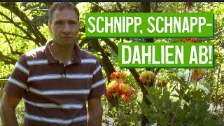 Dahlien richtig schneiden  Der Grüne Tipp kompakt [upl. by Wiles]