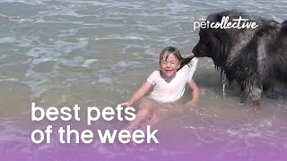 Funniest Animals 🐧  Best Of The 2020 Funny Animal Videos 😁 [upl. by Pettit]