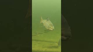 Big Landlocked Salmon in Schoodic Lake [upl. by Sisson]