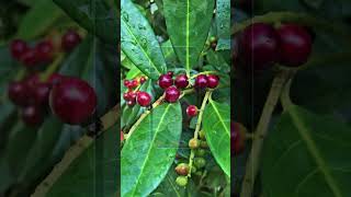 Laurier vegetosphere arbuste laurier prunus shorts short shortvideo shortsvideo [upl. by Eiliak]