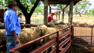 The Working Sheep Dogs of Australia Kelpies [upl. by Fayina]