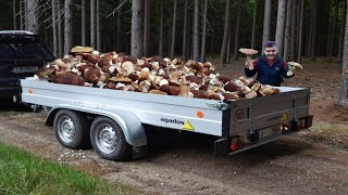 HOUBY 2024  Neskutečné množství obrovských HŘIBŮ na jednom místě Všude rostou OBROVSKÉ Hřiby [upl. by Gladi]