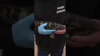 Fishing Sandown Pier Isle of Wight Ballan Wrasse [upl. by Daly]