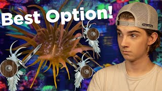 How to remove Aiptasia Berghia Nudibranchs a solution without side effects [upl. by Anora]