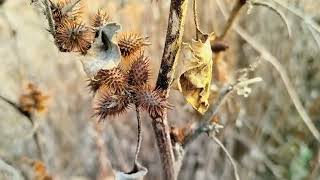 Xanthium strumarium PLANT [upl. by Leelahk406]