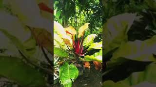 tri color plant plantita plants province [upl. by Annayram]