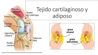 Histología humana 2  Tejido cartilaginoso y adiposo [upl. by Corson]