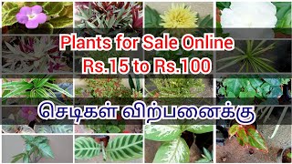 Plants for Sale OnlineIndoor Outdoor PlantsEpisciaSpider PlantRheoDiffenbachiaPhilodendron [upl. by Baruch543]