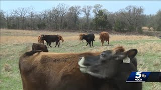 From combat to cattlewrangling Stroud woman honors late mothers military service by helping ve [upl. by Hainahpez]