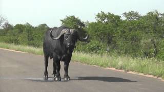 Old Buffalo and oxpeckers kruger NP [upl. by Asilec757]