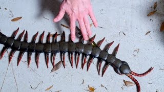 WORLDS LARGEST CENTIPEDE [upl. by Reggis]