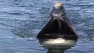 A Close Look Skim Feeding Right Whales [upl. by Eecrad472]