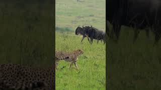 Cheetah waiting for an opportunity to hunt shortsviral animals wildlife cheetah wildbeasts [upl. by Weisbrodt417]