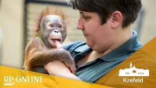 OrangUtanBaby So süß ist das Flaschenkind aus dem Krefelder Zoo [upl. by Aliber]