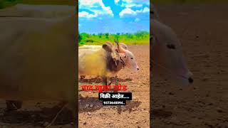 बैलगाडा vairalvideo [upl. by Orthman]