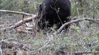 Canada Black Bear Hunt with Wide North Outfitters [upl. by Aicad]