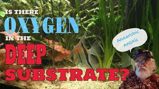 Anaerobic and Anoxic Conditions  Is there Oxygen in the Substrate  Deep Substrate Aquariums [upl. by Arnulfo233]