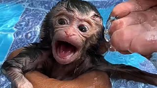 How to taking a bath to a little cutie baby monkey [upl. by Desiri]