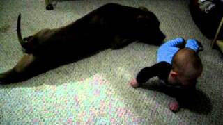 Pitbull teaches baby to crawl [upl. by Theda]