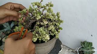 Membuat bonsai jade plant 3 [upl. by Nikal]