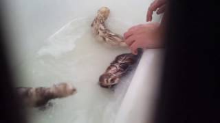 Ferret Baths [upl. by Richie948]