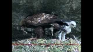 Meet the Golden Eagle from childhood to the fly  LAquila Reale [upl. by Neile]