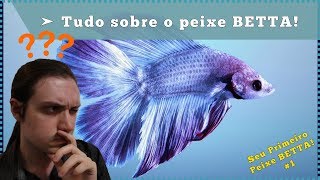 Saiba TUDO sobre o peixe BETTA [upl. by Oniliuqnart114]