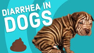 Causes of Diarrhea in Dogs [upl. by Nuy429]