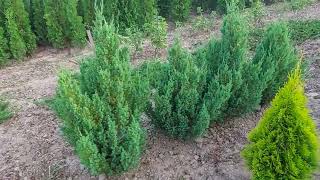 Ялівець китайський Стрікта juniperus chinensis Stricta [upl. by Velick]