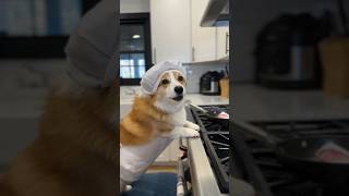 Is this corgi the next top chef [upl. by Atirys]