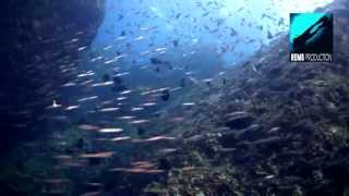 Diving Richelieu Rock part 3 Similan Islands Thailand [upl. by Nyrol474]