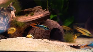 Agassiz’ Zwergbuntbarsch super red  Apistogramma agassizii super red [upl. by Conte]